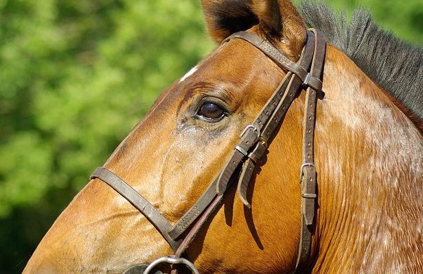 Horseback Riding in Hopkins