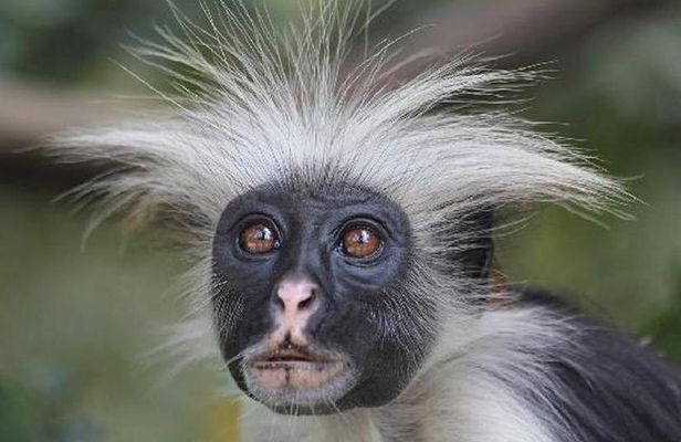 Jozani forest tour + Spice Tour