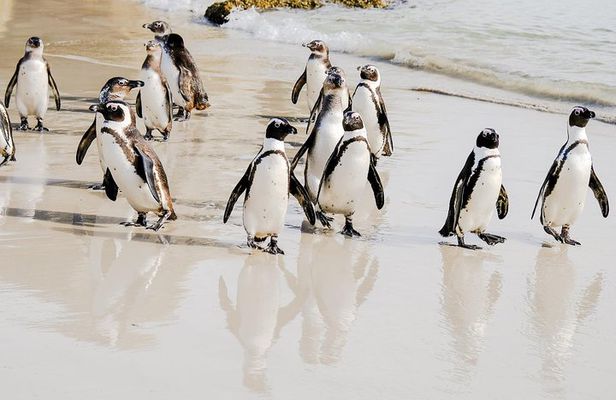 Best of the Cape Peninsula Private Tour