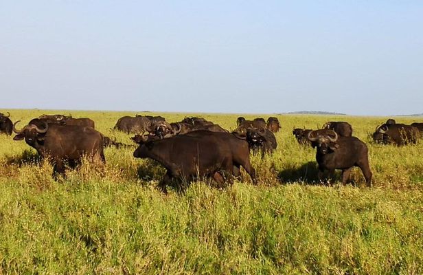 3 days Safari to Serengeti and Ngorongoro crater