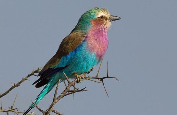 5 days Safari to Lake Manyara, Serengeti and Ngorongoro crater
