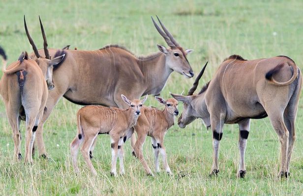 3 Days Masai Mara Group Joining -- Daily Departures