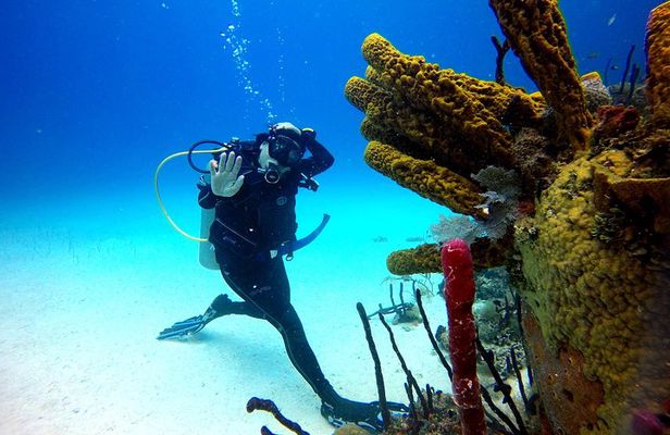 Catalina Island Diving