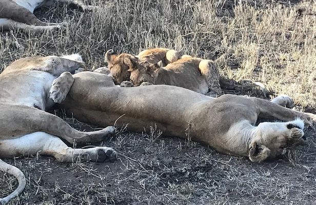 6 days Safari to Lake Eyasi, Natron, Manyara, Serengeti and Ngorongoro crater