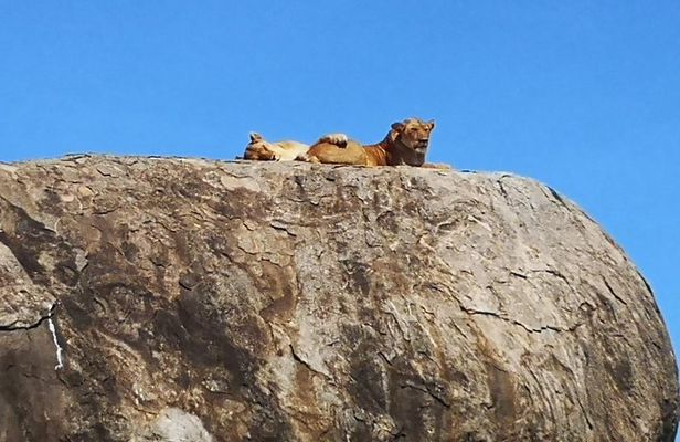 6 days safari Lake Manyara, Serengeti, Ngorongoro crater