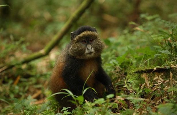 1-Day Rwanda Golden Monkey Trekking Expedition