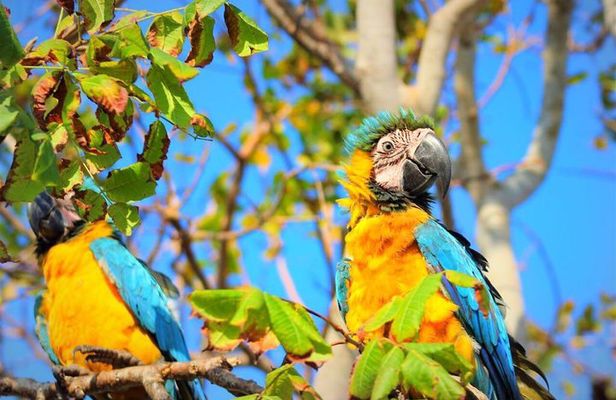 Birdwatching National Aviary Cartagena de Indias