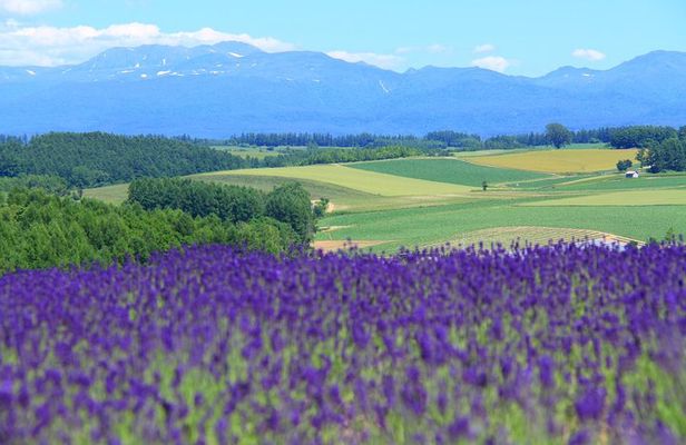 Private Car Tour of Furano and Biei in Hokkaido with Local Guide