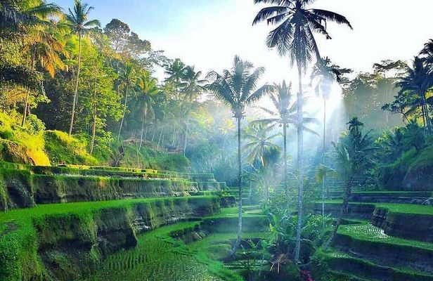 Private All Day Trip Around 4 Days in Bali " Complete Tours"