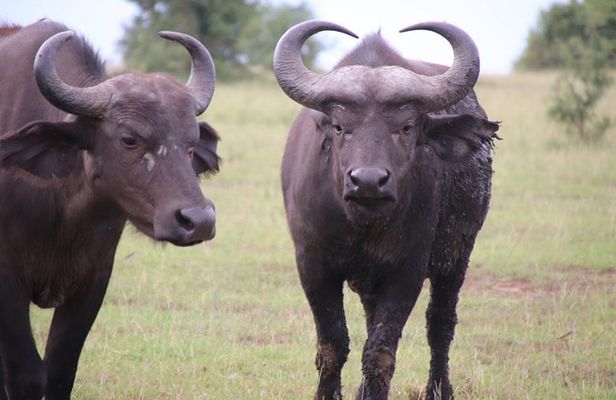4-Day Gorillas, Wildlife and Chimpanzee Trek at Kalinzu Forest