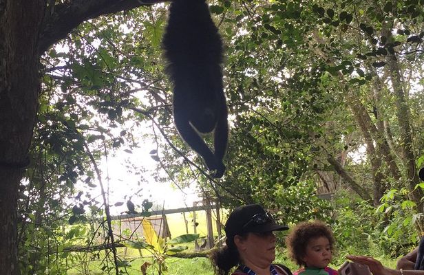 Howler Monkey Sanctuary and Kukumba Beach from Belize City