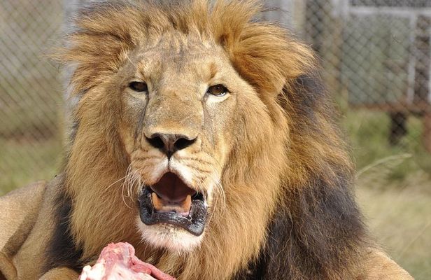 Nairobi National Park Game Drive With free Pick Up
