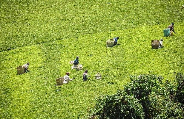 Day tour to Kiambethu tea farm in Limuru