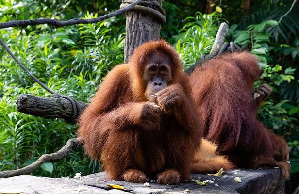 Morning at the Zoo with 1-way Transfer (Free & Easy)