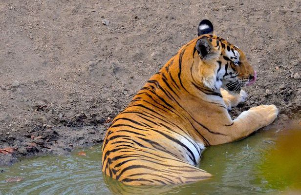 Wild life tour in Chennai with guide and private car