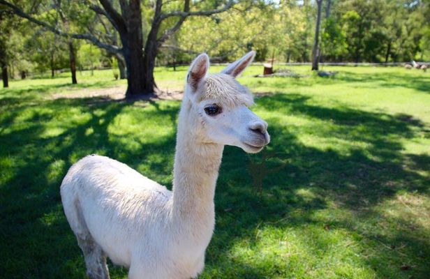 Trevena Glen Half Day Animal Tour