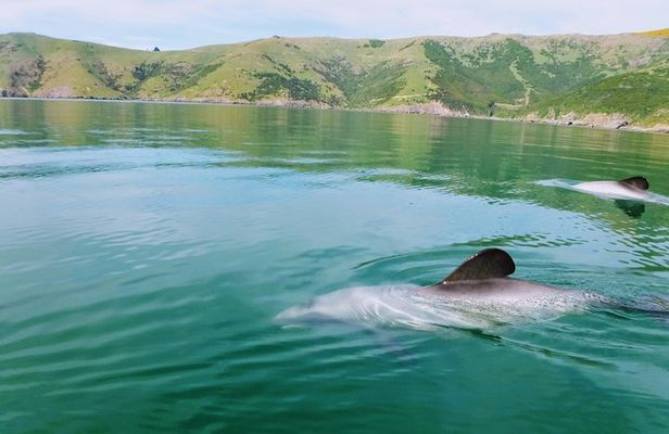 Sunrise wildlife sea kayaking in Akaroa marine reserve