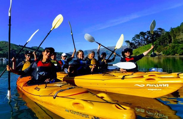 Small group guided sea kayaking in Akaroa marine reserve