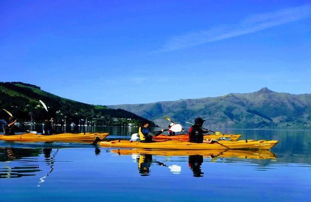 Shore Excursion Guided Sea Kayaking through Akaroa Marine Reserve