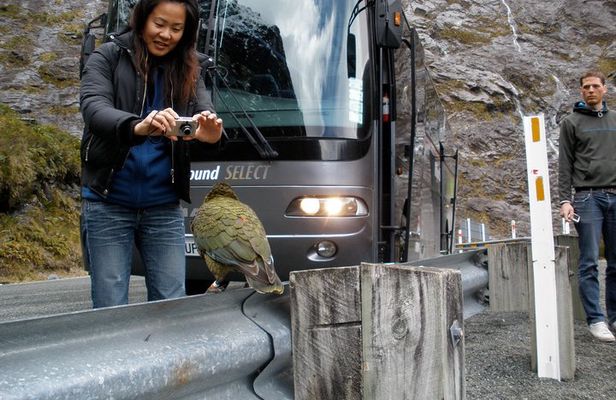 Luxury Milford Sound Coach and Scenic Cruise