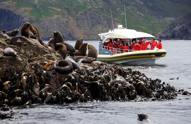 3-Hour Bruny Island Cruise from Adventure Bay, Bruny Island