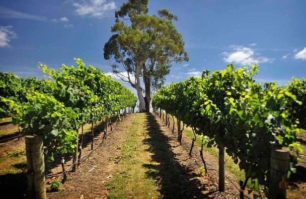 Small Group Adelaide Hills and Hahndorf Hideaway Tour from Adelaide