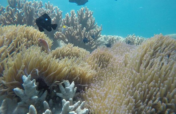 Cham Islands Snorkeling Tour by SpeedBoat from Da Nang