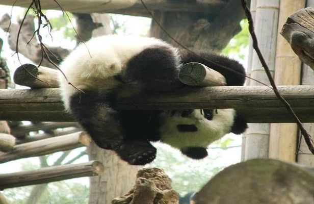 Chengdu Giant Panda Base Private half day tour