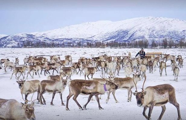 Reindeer visit, and Sami Culture Including Lunch from Tromso