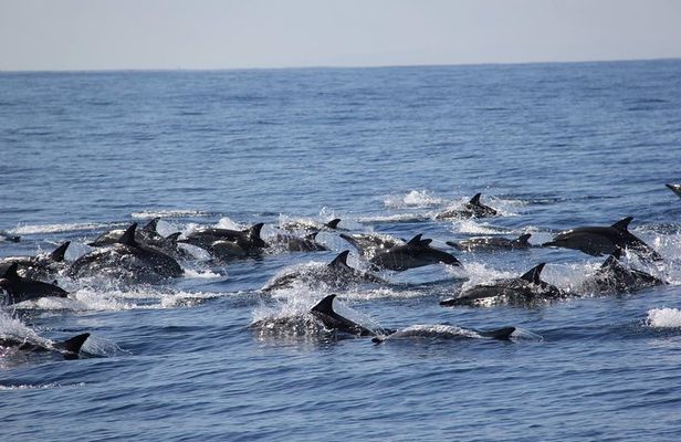 Swim With Wild Dolphins in Tauranga
