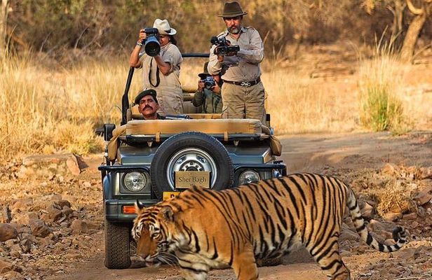 7 Days Golden Triangle Tour & Ranthambore Tiger Safari