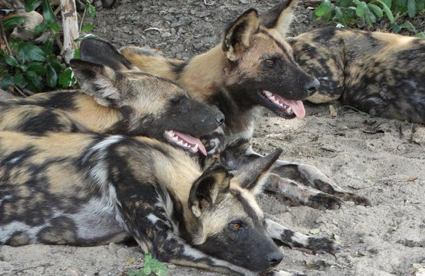 4 Days Safari to Nyerere NP (Selous GR) - Camping in the heart of the Park