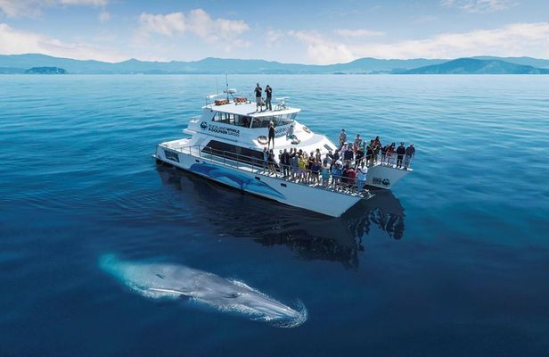 Auckland Dolphin and Whale Watching Eco-Safari Cruise