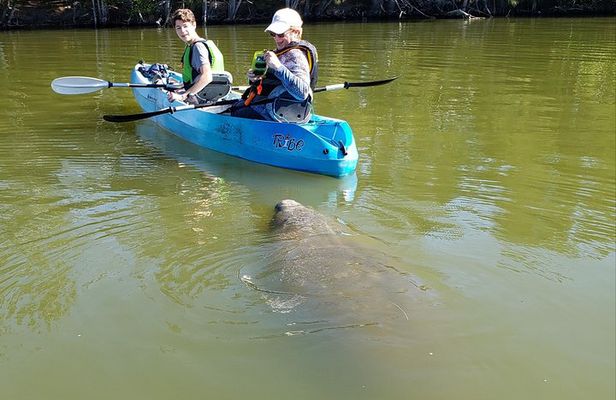 Manatee and Dolphin Kayaking | Wildlife Refuge (Titusville)