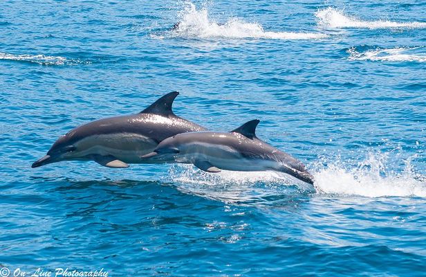 Maria Island Cruise & Walk Day Tour with Lunch (from Hobart)