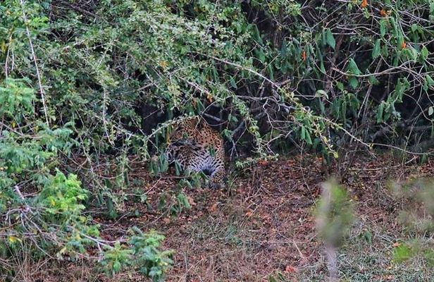 Wilpattu Safari tour from Negombo
