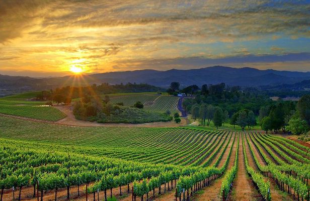 Lebanon Wine Tasting Tour From Beirut