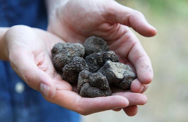 Truffle Hunting in Provence