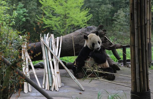 Dujingyan Panda Sanctuary Half day tour option panda volunteer