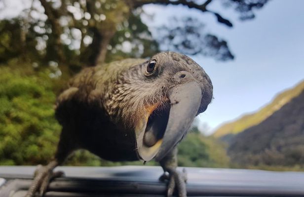 Full-Day Milford Sound Tour with Cruise and Walks from Te Anau