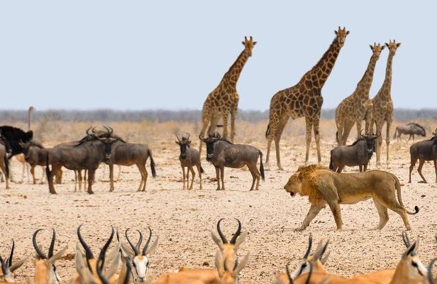 3 Days Safaris in Etosha | Guided Lodge