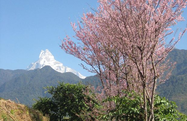 Private Multi Day Nepal Poon Hill Trekking Tour