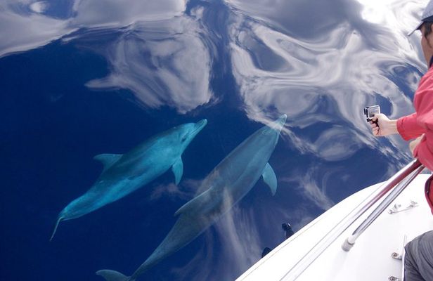 Alghero - Dolphin Watching (Spring & Autumn Tour)