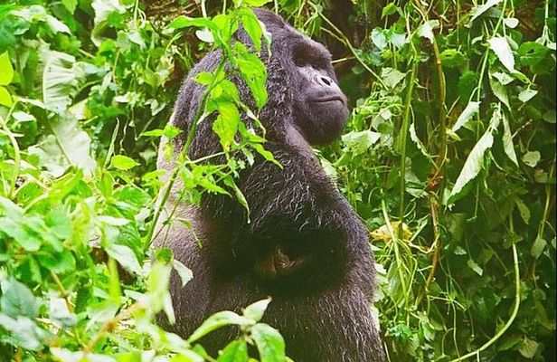 4 Days Congo Eastern Lowland Gorilla trekking and Tshibati Waterfall exploration