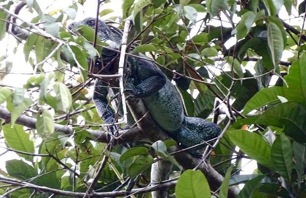 Amazing Jungle 3Days 2Nights - Amazon Wonder Expeditions