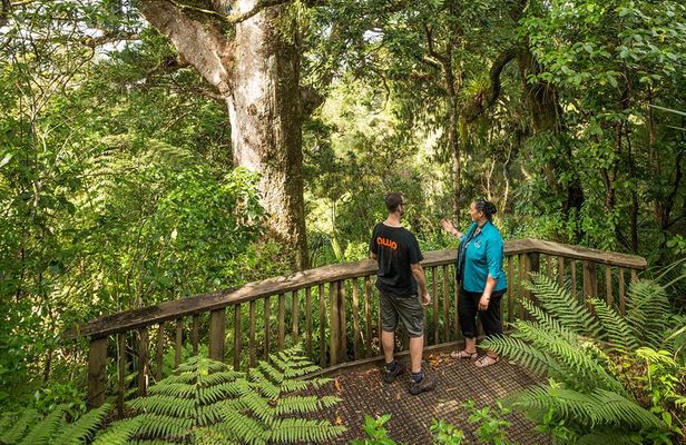 Private Auckland West Coast Day Tour