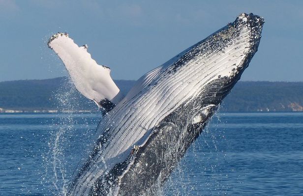 Spirit of Hervey Bay Whale Watching Cruise