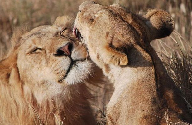 Big Five Safari In Tanzania