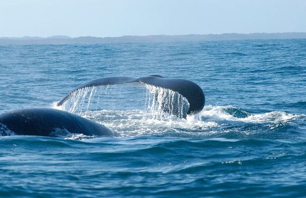 Hemel en Aarde Whale Coast + Wine Day Tour with Private Transfer