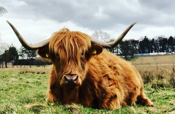 Rob Roy,Mary Queen Of Scots,Castles,Highlands,Lochs,Trossachs,Whisky!